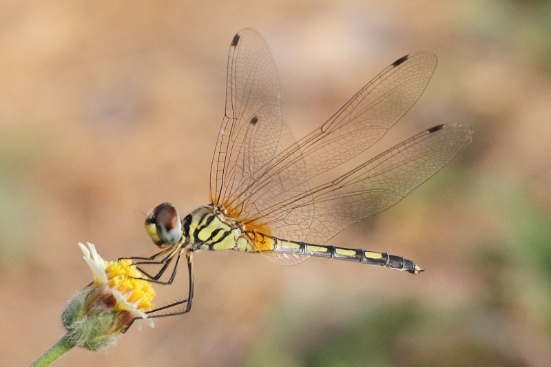 J01_1389 Trithemis pallidinervis female.JPG